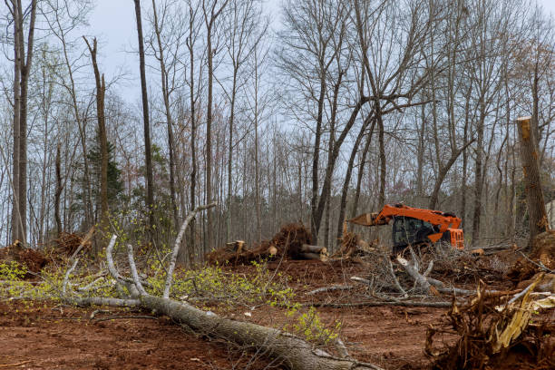 Professional Tree Care in Kahaluu Keauhou, HI