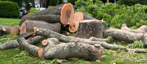 How Our Tree Care Process Works  in  Kahaluu Keauhou, HI